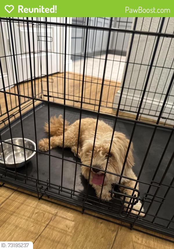Reunited Unknown Dog last seen Loganberry Drive, Georgetown, TX, Georgetown, TX 78626
