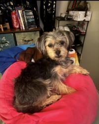 Reunited Female Dog last seen Quintard St, Chula Vista, CA 91911