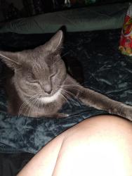 Lost Male Cat last seen East Cortland Blvd and Country Club, Flagstaff, AZ 86004