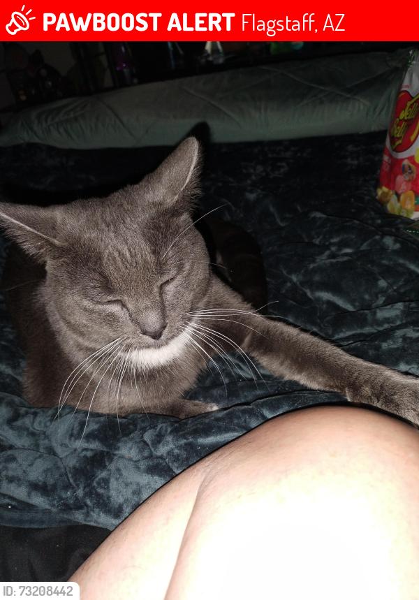 Lost Male Cat last seen East Cortland Blvd and Country Club, Flagstaff, AZ 86004
