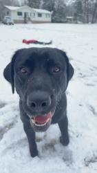Lost Male Dog last seen Fairground Rd, Cardwell Rd, Maidens, Crozier, VA 23039
