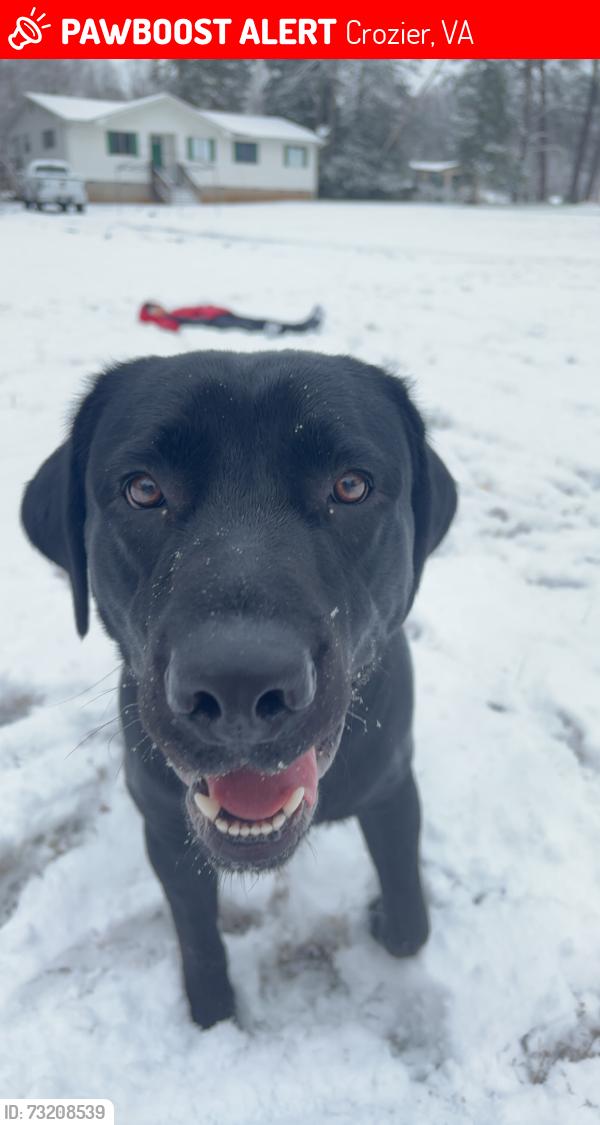 Lost Male Dog last seen Fairground Rd, Cardwell Rd, Maidens, Crozier, VA 23039