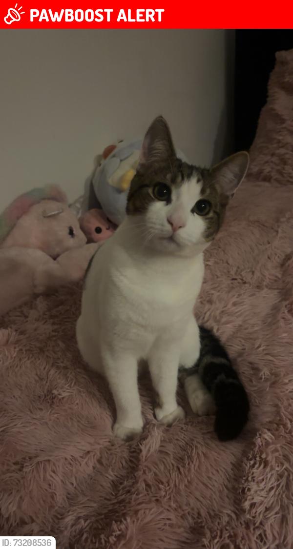 Lost Male Cat last seen middlemore road est near soho road, West Midlands, England 