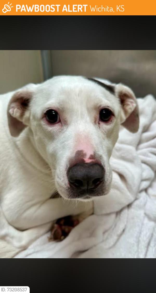 Found/Stray Female Dog last seen 47th and hydraulic, Wichita, KS 67216