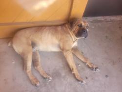 Found/Stray Male Dog last seen By building 400, Victorville, CA 92395