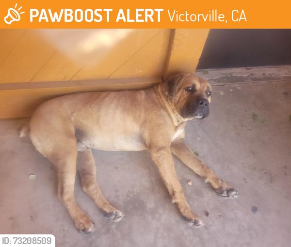 Found/Stray Male Dog last seen By building 400, Victorville, CA 92395