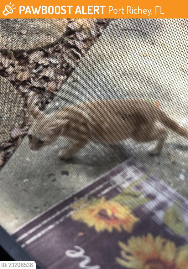 Found/Stray Male Cat last seen Forest lake ests, Port Richey, FL 34668