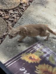 Found/Stray Male Cat last seen Forest lake ests, Port Richey, FL 34668