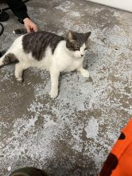 Lost Male Cat last seen Near friendship st or philmont ave Huntington Valley PA 19006, Philadelphia, PA 19135