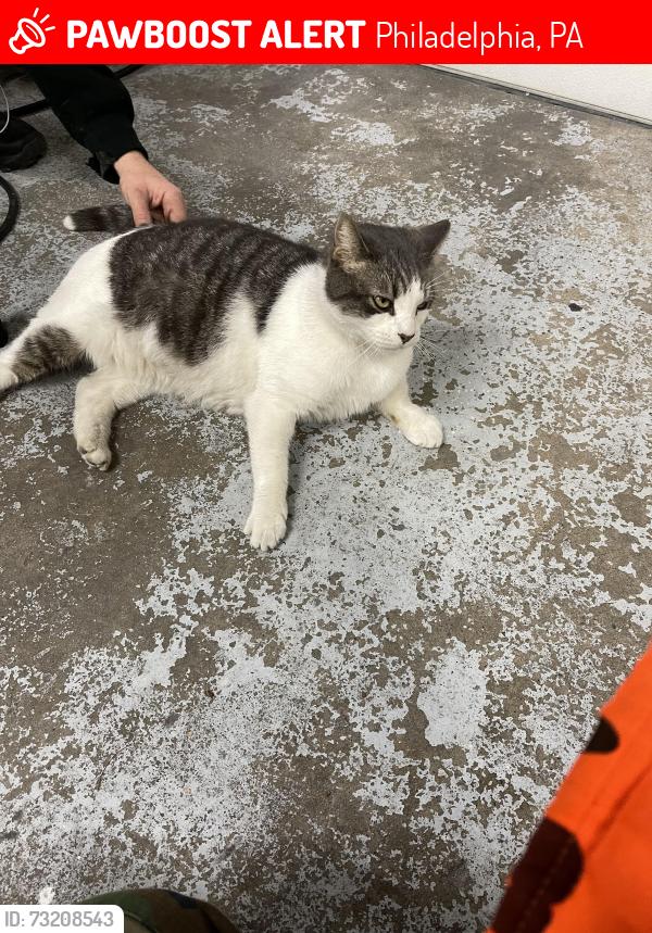 Lost Male Cat last seen Near friendship st or philmont ave Huntington Valley PA 19006, Philadelphia, PA 19135