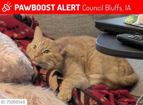 Lost Male Cat last seen Parkwild drive, Council Bluffs, IA 51503