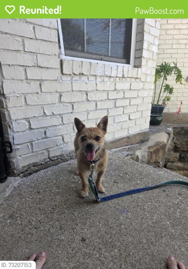 Reunited Male Dog last seen Near N Belt Line Rd, Irving, TX 75038, USA, Irving, TX 75038