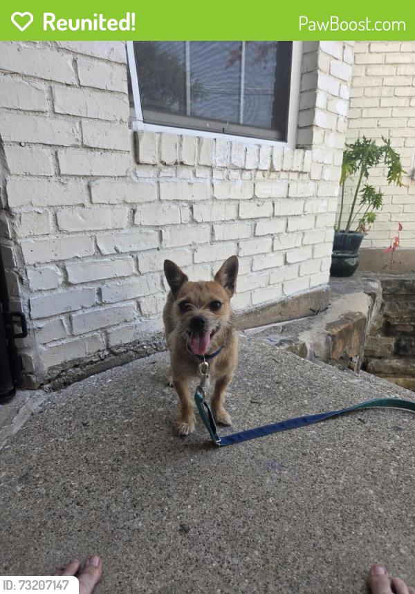 Reunited Male Dog last seen E North St, Arlington, TX 76011, USA, Arlington, TX 76011