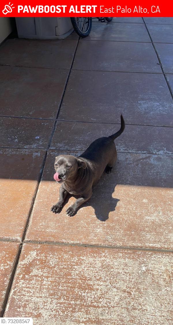 Lost Male Dog last seen Near the East Palo Alto Boys and Girls Club, East Palo Alto, CA 94303
