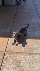 Lost Male Dog last seen Near the East Palo Alto Boys and Girls Club, East Palo Alto, CA 94303