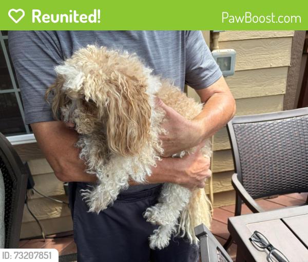 Reunited Female Dog last seen Yorkshire and Monarch Drive, Castle Pines, CO 80108