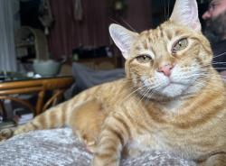 Reunited Male Cat last seen 17/juanipero, Long Beach, CA 90804