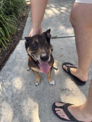 Reunited Male Dog last seen Auburn Ridge neighborhood by UTSA, San Antonio, TX 78249