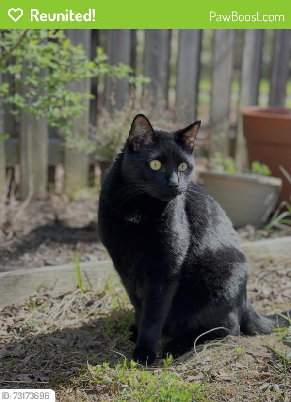Reunited Male Cat last seen Mahaffey rd, Greenville County, SC 29651