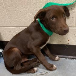 Shelter Stray Male Dog last seen , 2350 Appling City Cove, Memphis, TN 38133, USA