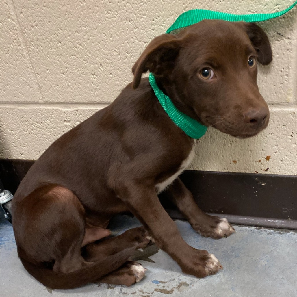 Shelter Stray Male Dog last seen , 2350 Appling City Cove, Memphis, TN 38133, USA