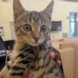 Shelter Stray Female Cat last seen , 1211 Old Graves Mill Rd, Lynchburg, VA 24502, USA