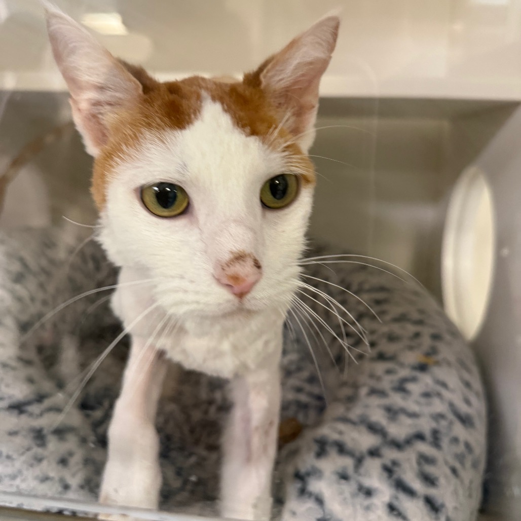 Shelter Stray Male Cat last seen , Animal Care & Control Team of Philly, 111 W Hunting Park Ave, Philadelphia, PA 19140, USA
