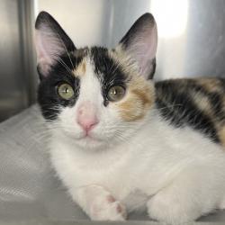 Shelter Stray Female Cat last seen , 4575 E Mesquite Ave, Palm Springs, CA 92264, USA