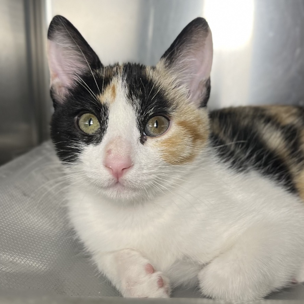 Shelter Stray Female Cat last seen , 4575 E Mesquite Ave, Palm Springs, CA 92264, USA