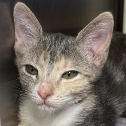 Shelter Stray Female Cat last seen , 4575 E Mesquite Ave, Palm Springs, CA 92264, USA