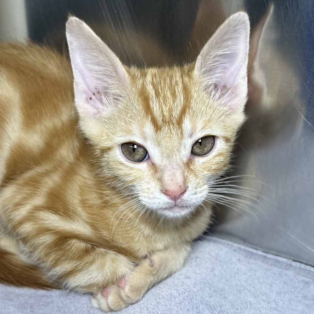 Shelter Stray Male Cat last seen , 4575 E Mesquite Ave, Palm Springs, CA 92264, USA