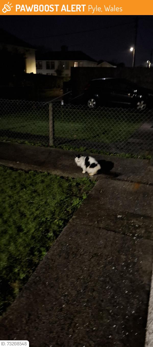 Found/Stray Unknown Cat last seen Pyle rugby green circle, Pyle, Wales 