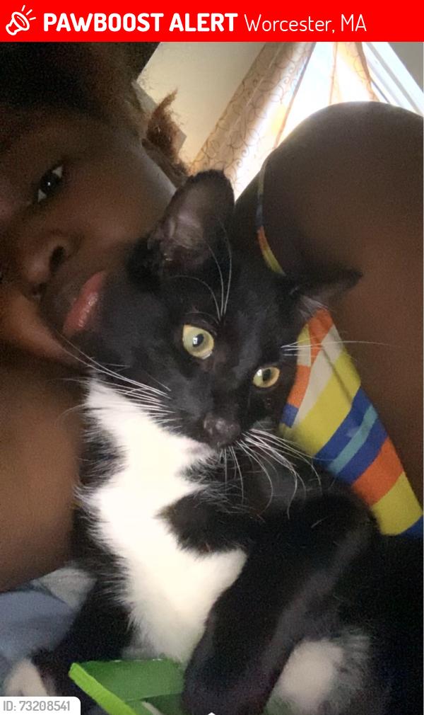 Lost Male Cat last seen Crystal park, Worcester, MA 01610