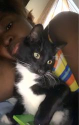 Lost Male Cat last seen Crystal park, Worcester, MA 01610