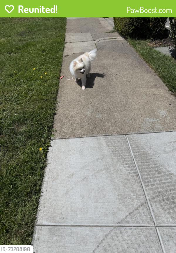Reunited Male Dog last seen Juan Bautista Circle and Dia, San Francisco, CA 94132