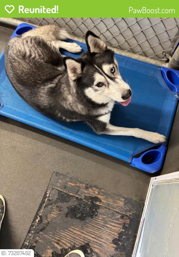 Reunited Female Dog last seen SW 184th Ave, Miramar, FL 33029, USA, Miramar, FL 33029