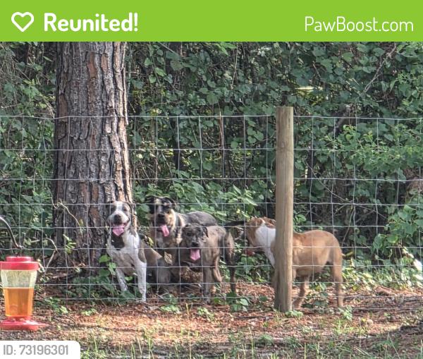 Reunited Unknown Dog last seen Nolan, Clay County, FL 32068