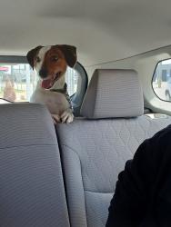 Reunited Male Dog last seen Willowick, Eastlake, Lake County, Willowick, OH 44095