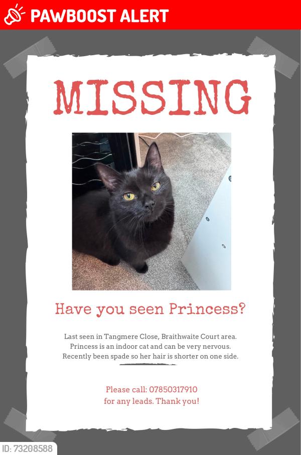 Lost Female Cat last seen Fell from window of flts, Medway, England ME7 2TN