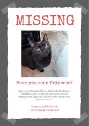 Lost Female Cat last seen Fell from window of flts, Medway, England ME7 2TN