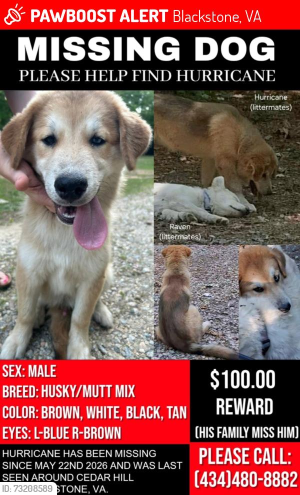 Lost Male Dog last seen Cedar Hill Rd, Blackstkne, Blackstone, VA 23824