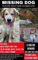 Lost Male Dog last seen Cedar Hill Rd, Blackstkne, Blackstone, VA 23824