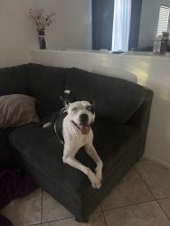 Reunited Female Dog last seen colbalt, Victorville, CA 92392