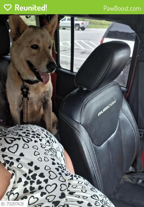 Reunited Male Dog last seen ., Buncombe County, NC 28748