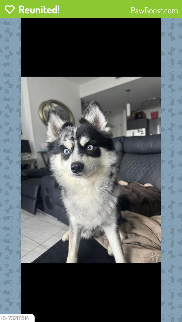 Reunited Male Dog last seen Near NW 151st St, Opa-locka, FL 33054, USA, Opa-locka, FL 33054