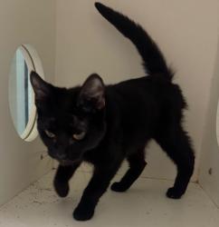 Shelter Stray Male Cat last seen Midwest City, 8485 E Reno Ave, Midwest City, OK 73110, USA