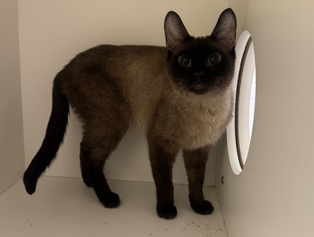 Shelter Stray Male Cat last seen Midwest City, 8485 E Reno Ave, Midwest City, OK 73110, USA