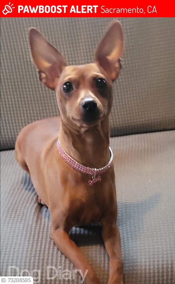 Lost Female Dog last seen Cypress St, Carmel st and Rio Linda st., Sacramento, CA 95838