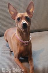 Lost Female Dog last seen Cypress St, Carmel st and Rio Linda st., Sacramento, CA 95838