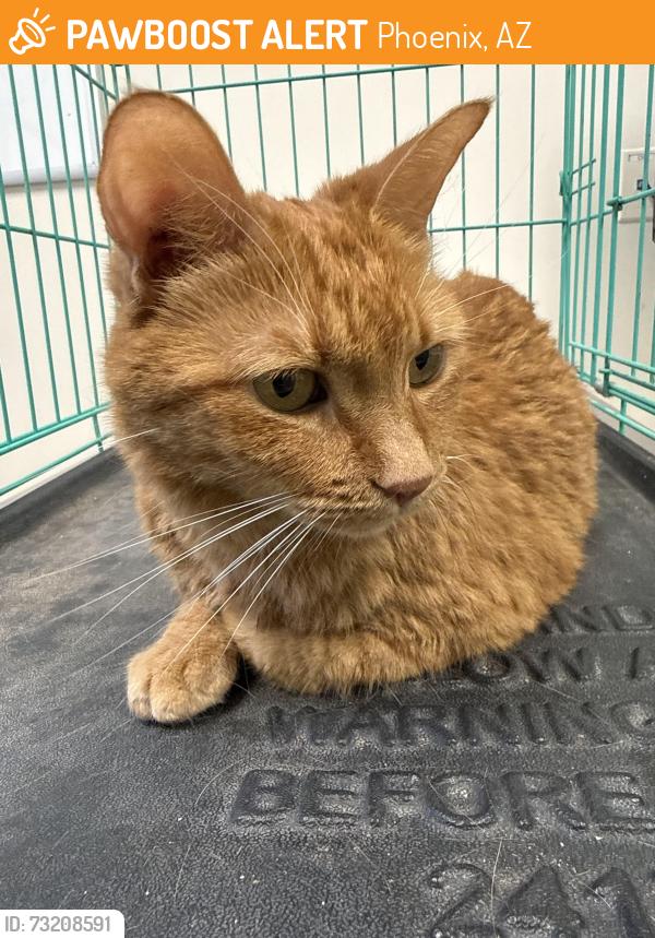 Found/Stray Female Cat last seen 16th st and union hills, Phoenix, AZ 85022